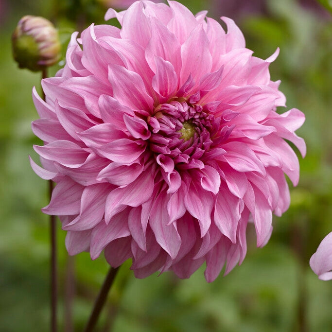 Dahlia Dekorativ Vassio Meggos 1-pack